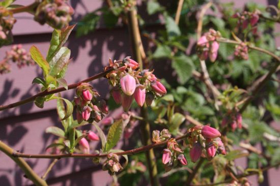 blueberry flowers