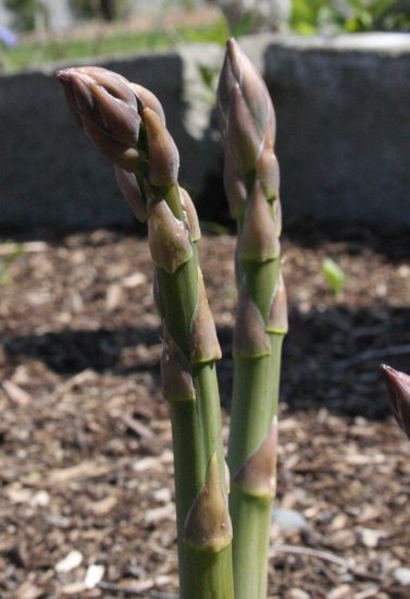 asparagus in the p-patch