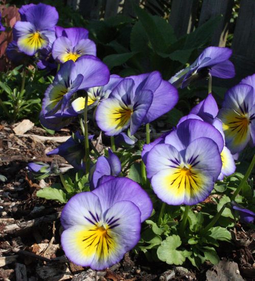 pansies