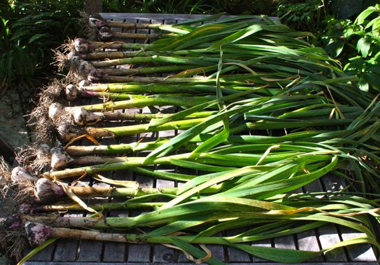 garlic crop, part one, 2011