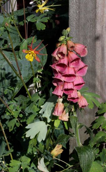 foxglove