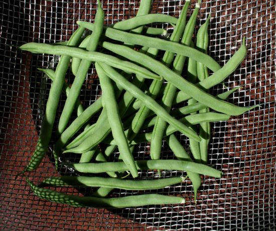 green beans