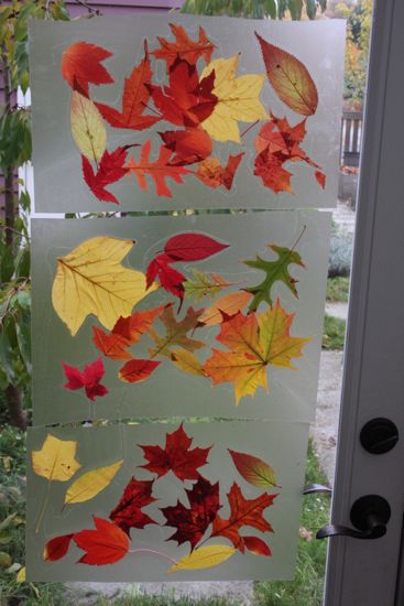 back door leaf collage