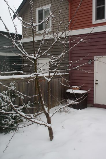 snow in the backyard