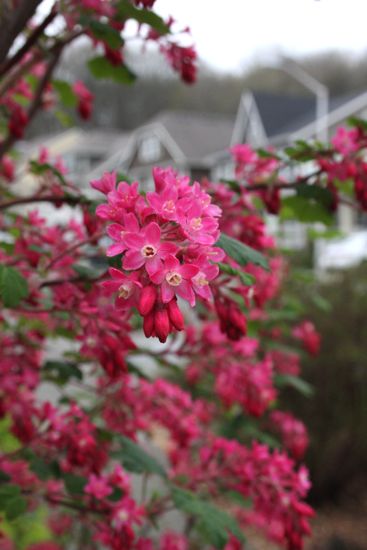 flowering currant