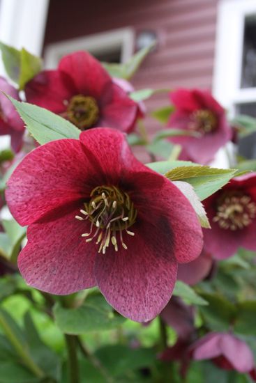 hellebore