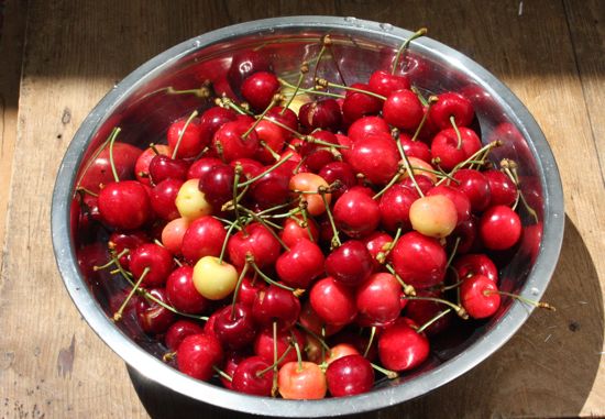 homegrown cherries